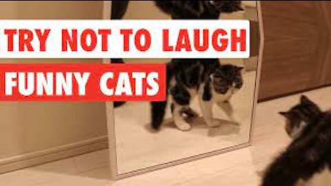 😂Cats and human babies funny cats compilation😂Try not laugh