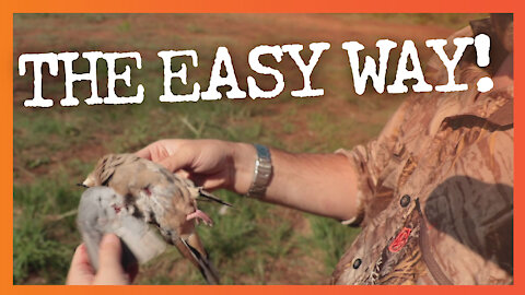 How to Clean Doves the Easy Way - No Plucking!