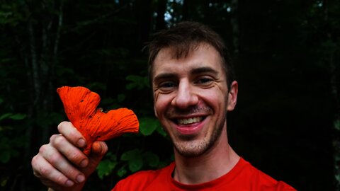 Lobster Mushroom Foraging. Lobster Roll Recipe. Hunting, Identification, and Bushcraft Cooking.