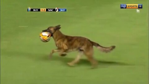 Is the Police Dog Better Player then Messi and Ronaldo? | Bayzid Point