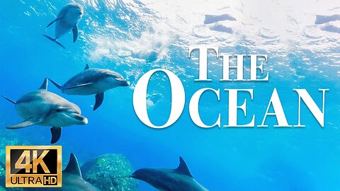 животные моря 4k - Замечательный фильм о дикой природе с успокаивающей музыкой