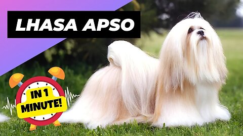 Lhasa Apso - In 1 Minute! 🐶 One Of The Laziest Dog Breeds In The World | 1 Minute Animals