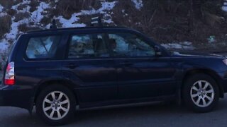 Westminster Police searching for stolen car with 15-year-old dog inside