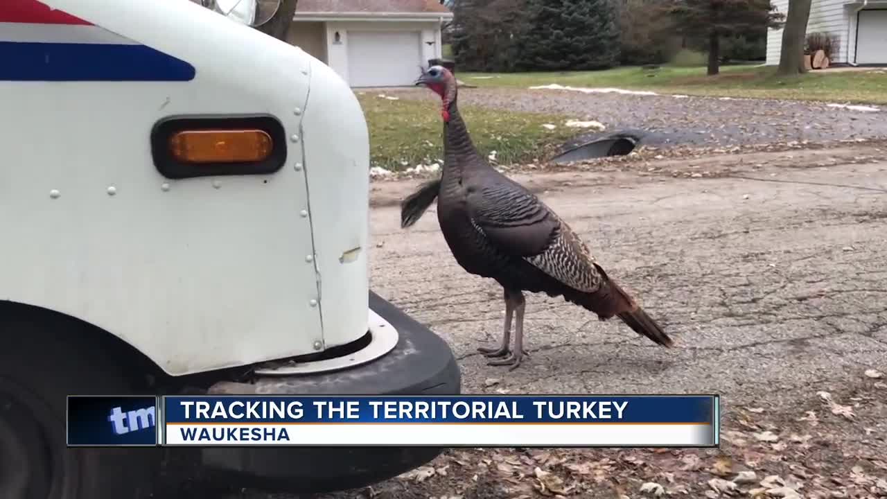 Mailman chased by turkey daily in Waukesha neighborhood