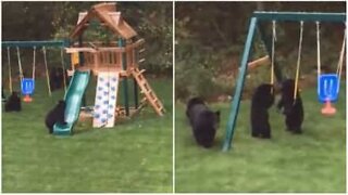Filhotes de urso invadem parque infantil nos EUA!