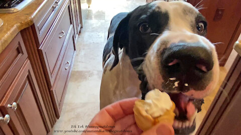 Funny Great Dane Enjoys A Pumpkin Tart With Whipped Cream