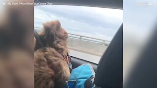 Ce chien essaye de mordre le vent lors d'une balade en voiture