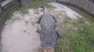 Terrifying moment a man kisses an alligator