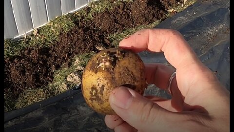 Starting A Garden, Easiest Way To Grow Potatoes #NoDigGarden #Potatoes