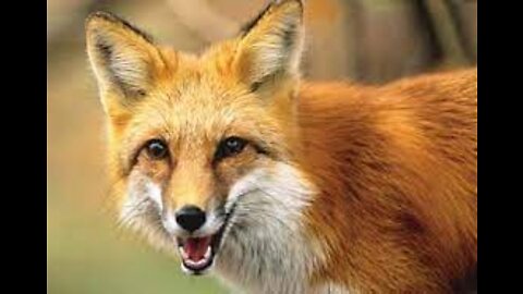 You'll never imagine the sound of a fox laughing at a game.