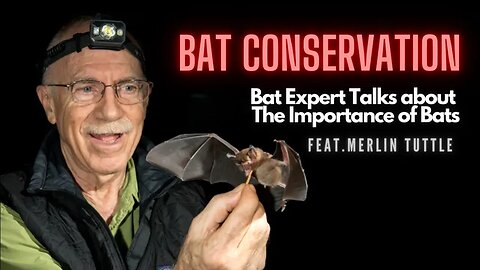 Bat Expert Talks about Importance of the Bats