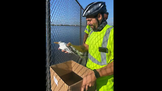 Bird tangled in fishing line is rescued in West Palm Beach