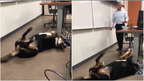 Yliopisto-opettaja tuo koiran koetilaisuuteen rauhoittaakseen oppilaitaan