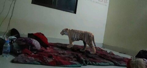A student live with tiger (AI) in rent room