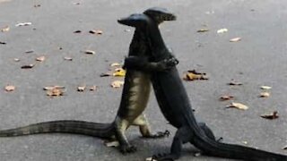 Lizards hug each other passionately