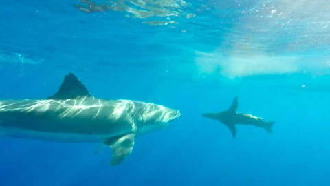 Surprisingly Friendly Shark Enjoys Swimming With Sea Lions