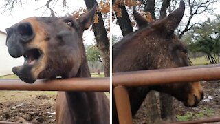 Mule Pulls Off Flawless Dinosaur Impression