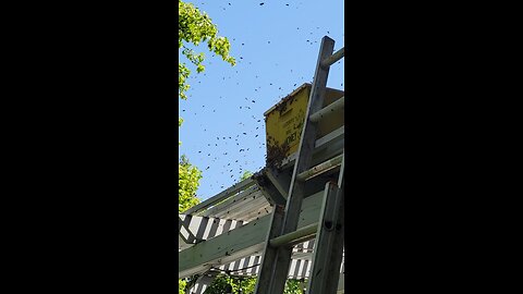 Swarm on a patio cover