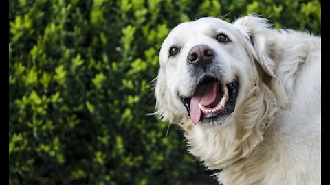 Kort om Golden Retriever