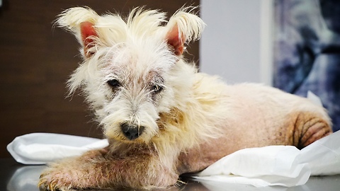 Abandoned dog was ready to die, then something incredible happens