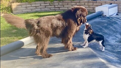 Puppy uses pool cover to escape from Newfie playmate