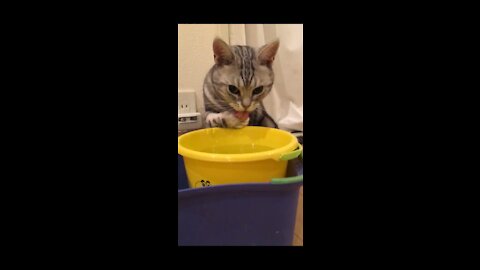 cat drinking water in a unique way