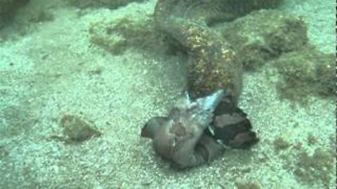 Moray Eels Fight to the Death!