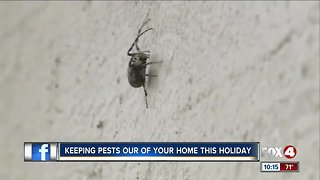 Pests could ruin hol