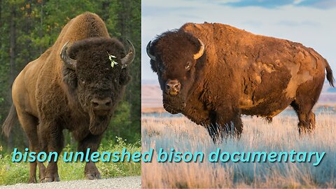 bison unleashed: bison documentary