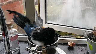 Magpie stops by kitchen to bathe in a saucepan