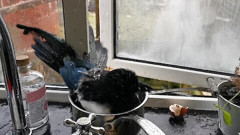 Magpie stops by kitchen to bathe in a saucepan