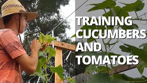 Trellising Cucumbers & Tomatoes on a Lower & Lean Trellis