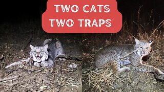 Two Cats Two Traps - Eason Season