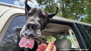 Frosted Black Great Dane Loves Licking Her Wendy's Frosty From A Spoon
