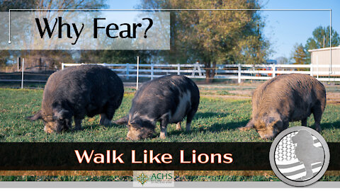"Why Fear?" Walk Like Lions Christian Daily Devotion with Chappy Feb 12, 2021
