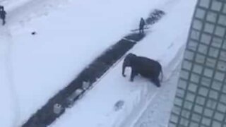 Elefante de circo em fuga experimenta neve!