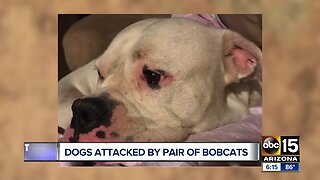 Bobcat attacks dogs