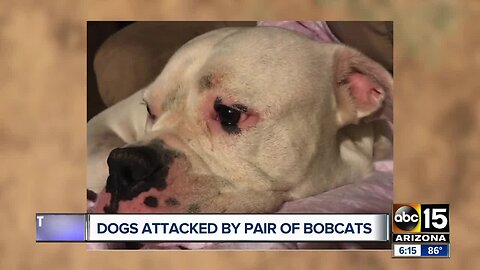 Bobcat attacks dogs