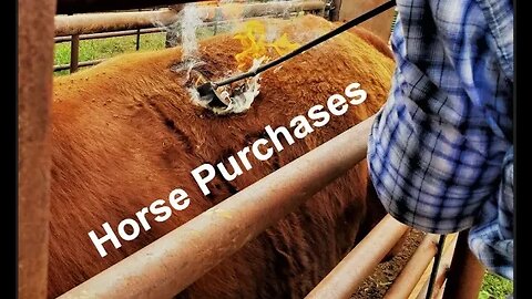 Horse Purchase CONSIDERATIONS | How To Prepare for a Horse Purchase (In the Chute - Round 109)