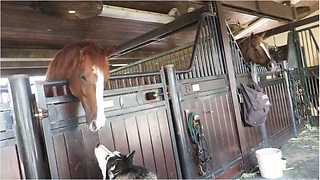 Friendly husky meets pair of horses