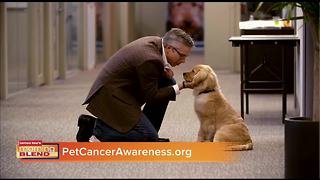 Pet Cancer Awareness