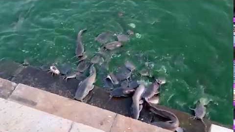 Catfish Literally Climb Onto Land To Get Some Treats