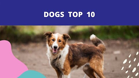 TOP 10 Dog Breeds You Can Leave Alone