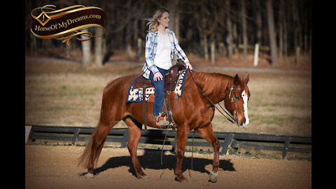 Dottie- Sorrel Mare perfect for kids and beginners in the arena and outside!
