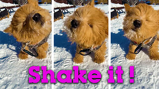 FIRST WINTER! Silly Puppy tries to shake snow from his face 🤣