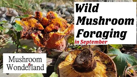 Foraging Wild Mushrooms in Late September- Chanterelle, Lobsters, Dyeing Mushrooms