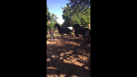 Horse gets kicked by another Horse and Dies