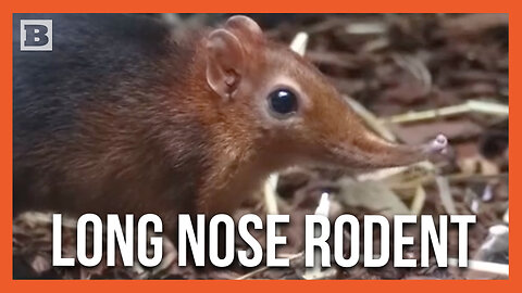 Those Are Some Funky Noses! Elephant Shrews Show Off Snouts At Zoo