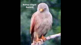Rufous-winged Buzzard bird video
