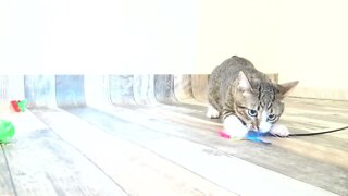 Kitten Loves His Feather Toy